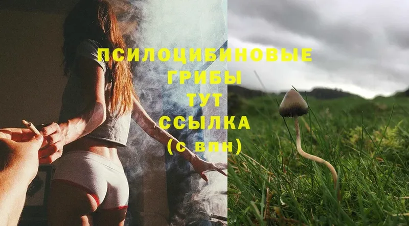 Галлюциногенные грибы Cubensis  Ельня 